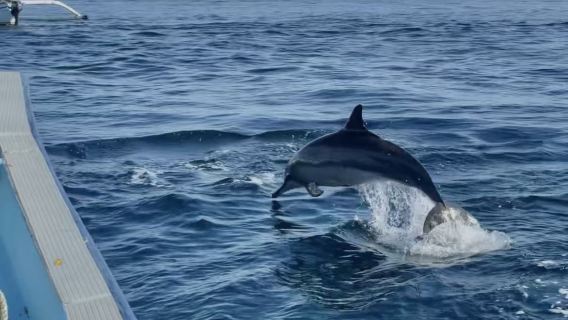 Pakej sehari pergi balik dari Dubai + mengejar lumba-lumba di Teluk Lumba-lumba