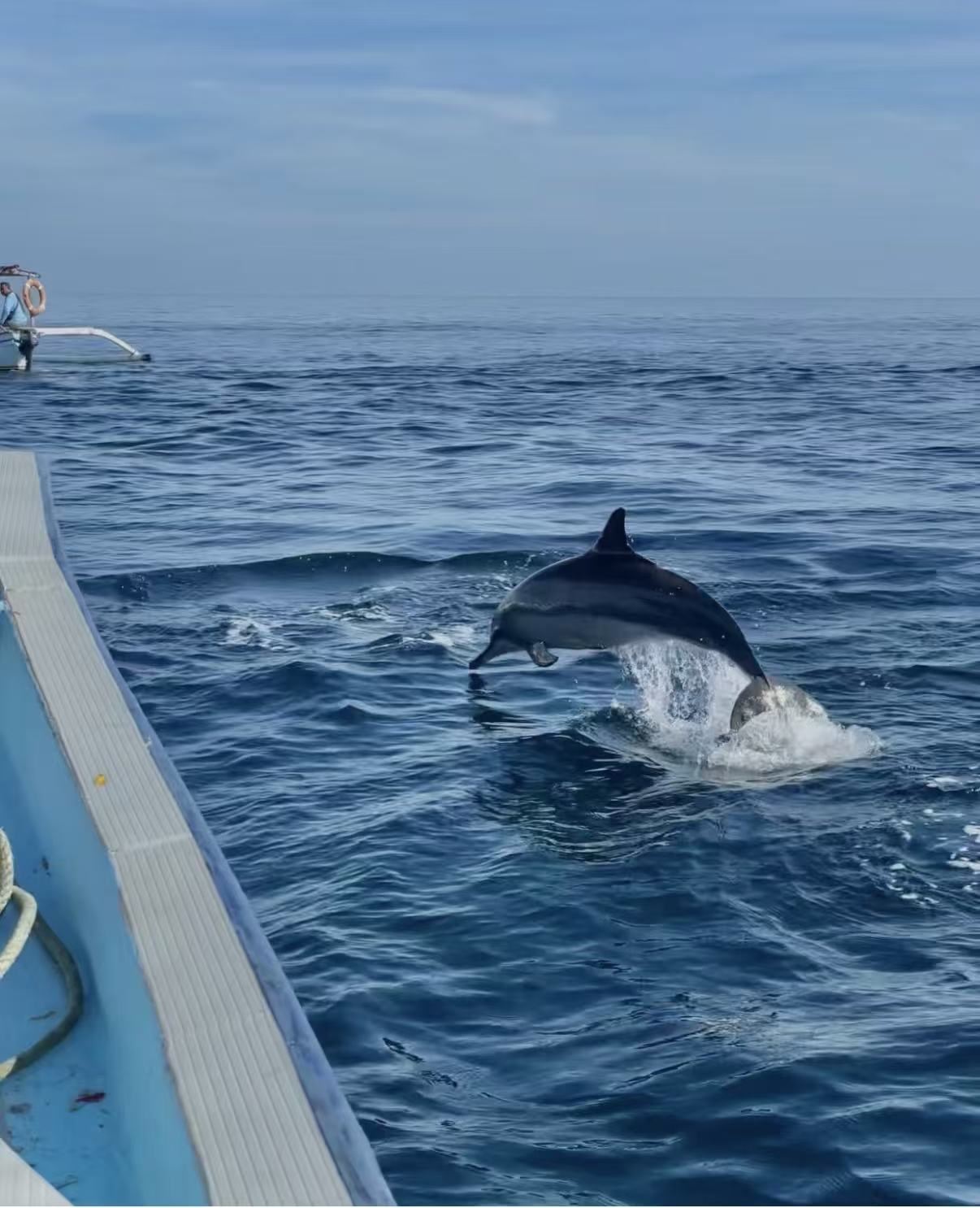 Tagesausflug von Dubai aus + Delfinbeobachtung in der Dolphin Bay | Hin- und Rückfahrt am selben Tag