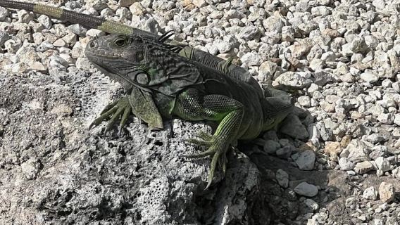 Key Largo: Öko-Bootstour