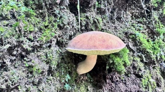 Gaoligong Mountains Chuanlong 5-13km Hiking Day Tour [Wilderness Kitchen + Waterfall + Fluffy Balls]