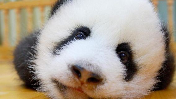 熊貓基地+三星堆【純玩大團|可選2-8人小團。親子遊】