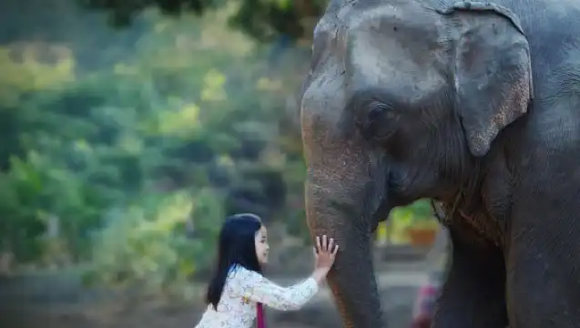 清邁Kerchor​ elephant​ eco​ park​+老虎園+大象粑粑紙公園（中文司機包車服務）