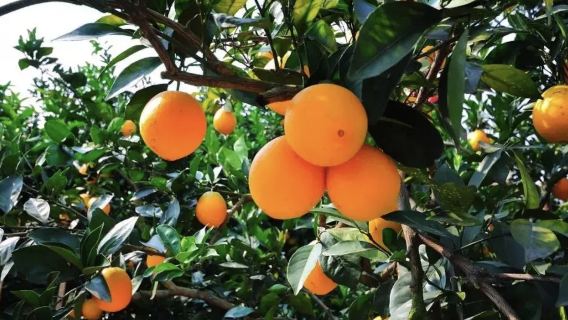 贛南摘臍橙＋龍南武當山一日遊，每週六/日出發