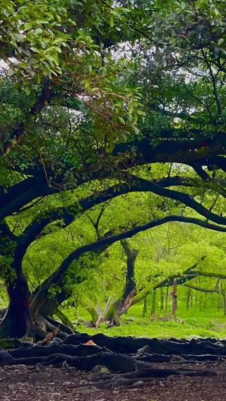 Ningde, Fujian Day Tour: Yang Jiaxi + Sansha Village Ancient Town + Dongbi Village + Beiqi Wetlands (Chinese and English Services)