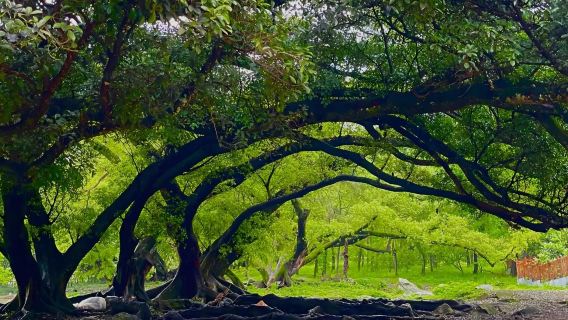 lawatan sehari ke Yangjiaxi + Bandar Lama Sansha + Kampung Dongbi + Pantai Beiqi di Ningde, Fujian dengan perkhidmatan dalam bahasa Inggeris