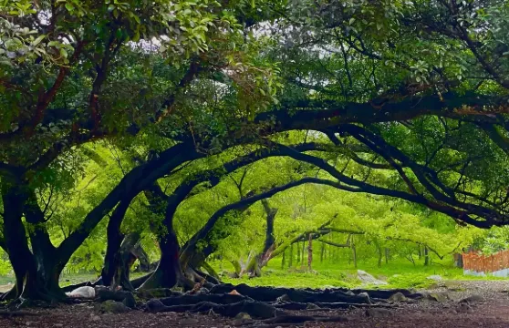 福建寧德楊家溪+三沙鎮古鎮+東壁村+北岐灘塗一日遊中英文服務