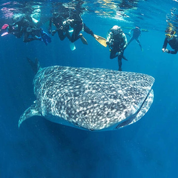 菲律賓宿霧奧斯洛布鯨鯊觀賞+墨寶沙丁魚風暴潛水一日遊