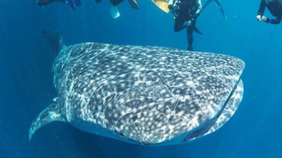 Tour 1 ngày ngắm cá voi mập ở Oslob, Cebu và lặn ngắm bão cá trích ở Moalboal, Philippines