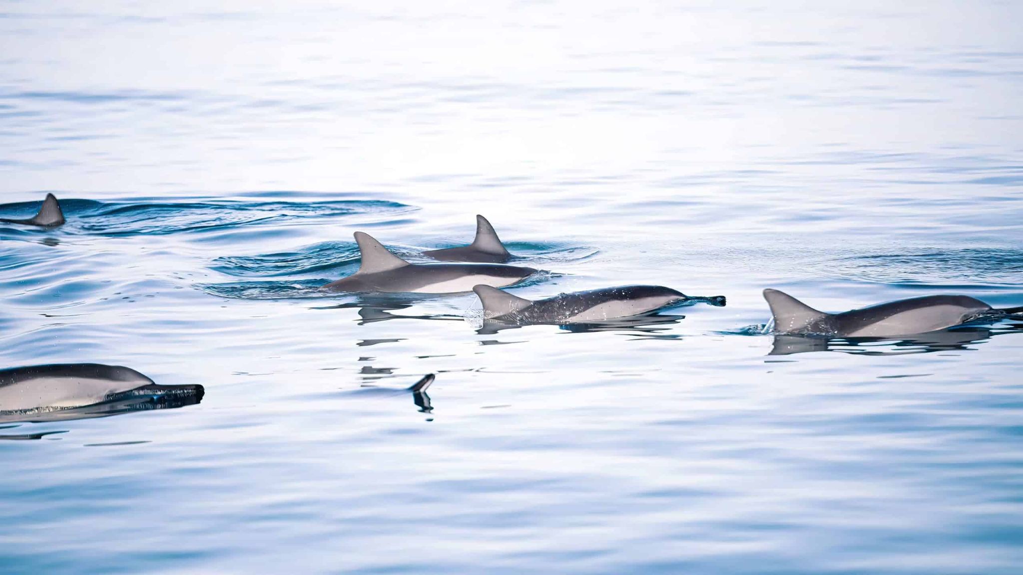 Ocean Symphony: The Dolphin & Whale Encounter Experience