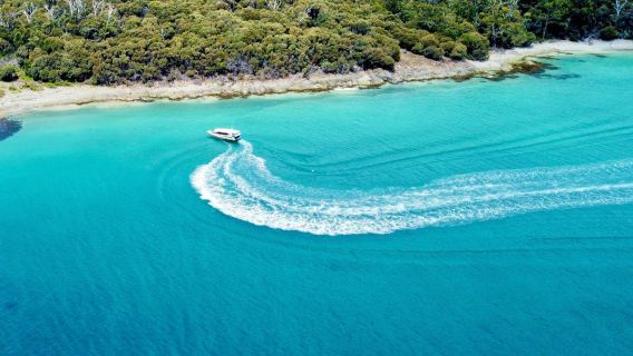 Halbtägiger Tagesausflug nach Bruny Island von Hobart, Tasmanien [3-stündige Speedboot-Tour auf Englisch | Hin- und Rückfahrt zur Adventure Bay]