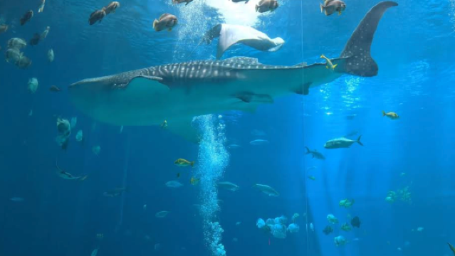 美國亞特蘭大-佐治亞理工學院-水族館【中文專車-愜意舒適】