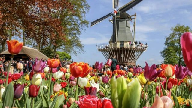 Keukenhof, Zaanse Schans, Volendam & Marken: Dagtrip vanuit Amsterdam