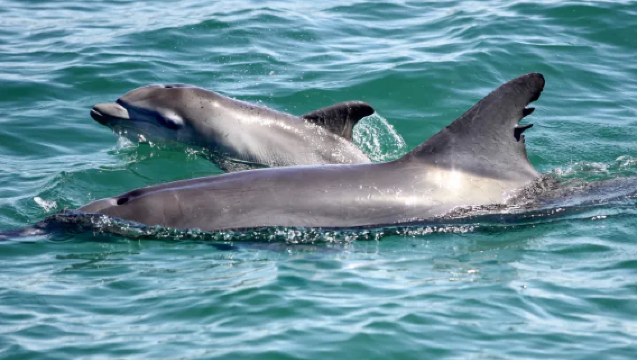 Bootsfahrt mit der Moonshadow in Sydney, Port Stephens – Delfine beobachten / optional Sandboarding / Mittagessen – Abfahrt ab Port Stephens