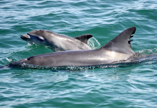 Moonshadow cruise from Port Stephens in Sydney to see dolphins [dolphin watching/optional sandboarding/lunch included]