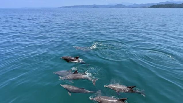 日本九州・福岡出發 天草追海豚一日遊【中文小團・博多來回】