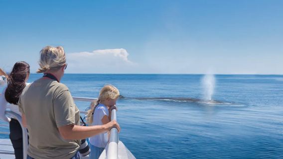 ทัวร์ล่องเรือชมปลาวาฬและโลมาในอ่าวเฮารากีและเกาะไวเฮเกะ B จากโอ๊คแลนด์ นิวซีแลนด์