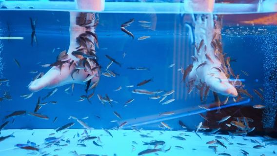 Fish Spa Experience Playa Fañabe
