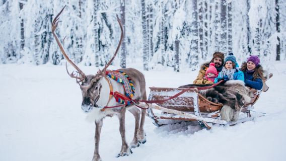 Visita al ranch delle renne a Rovaniemi, Finlandia + esperienza in slitta trainata da renne | Diverse opzioni disponibili