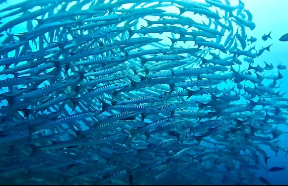 仙本那錫帕丹島一日遊【海螺｜浮潛深潛｜世界排名｜魚群風暴】