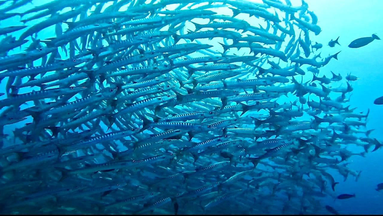 センポルナ・シパダン島ワンデーツアー【シェル｜シュノーケリング・ダイビング｜世界ランキング｜魚の群れ】