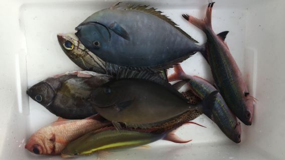 沖繩體驗海釣半日遊/ 那霸 或 北谷出發+輕鬆帶您體驗海釣快樂