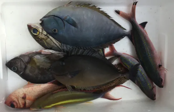 沖繩體驗海釣半日遊/ 那霸 或 北谷出發+輕鬆帶您體驗海釣快樂