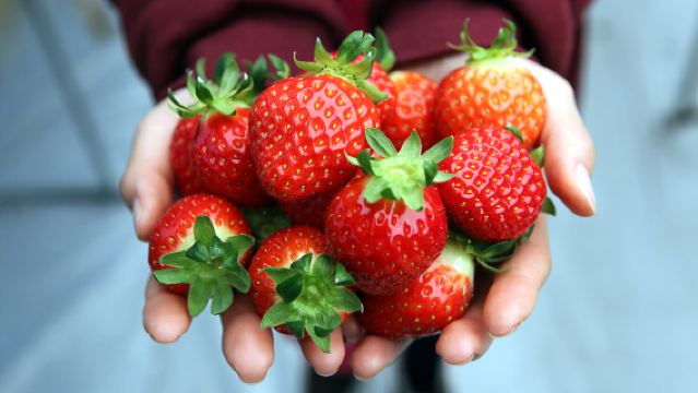 季節限定・いちご狩り体験【南怡島+いちご狩り+江村レールバイク】