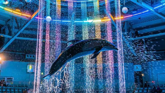 領券立減|沖繩北部美麗海水族館【中文|可選9人小團】保證發團