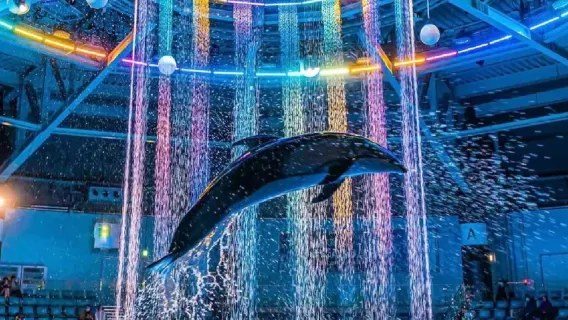 領券立減｜沖繩北部美麗海水族館【中文｜可選9人小團】保證發團