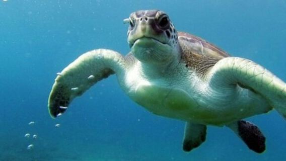 Tenerife: Guided Kayking & Snorkeling Tour