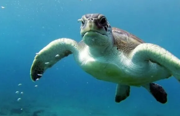 特內里費島：導覽獨木舟及浮潛之旅