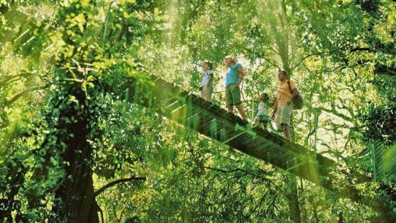 Lamington National Park, O'Reilly's & Vineyard: Day Trip from Gold Coast