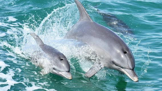 Mandurah: Dolphin Cruise and Views