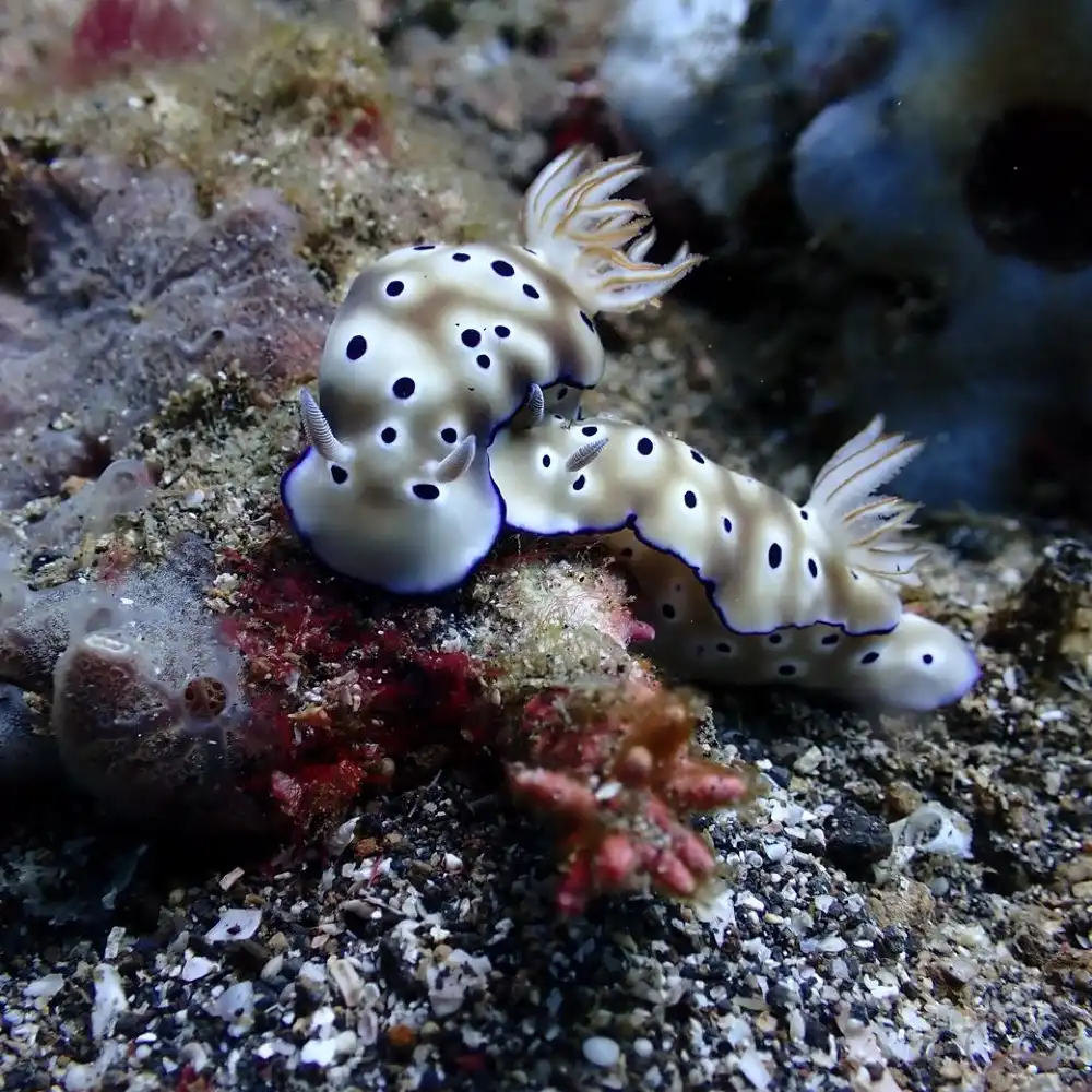 Bunaken & Manado Bay 3-Dive Adventure | Trip.com