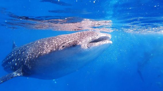 From Dumaguete: Oslob Whale Shark Watching + Moalboal Sardines Snorkeling one-day tour
