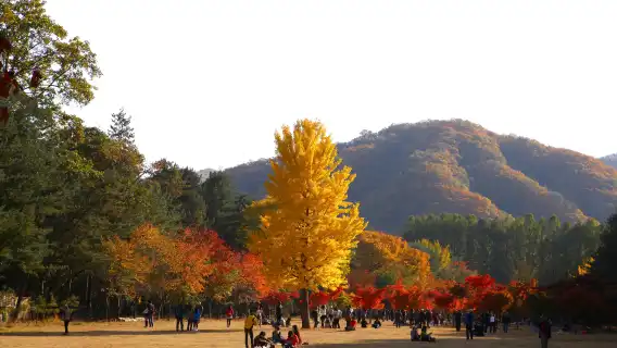 夏秋限定｜首爾出發：雪嶽山+ 南怡島一日遊