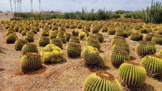 Marrakech: Cactus Thiemann, Giardino Anima e Paradis du Safran