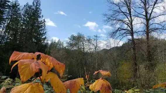 威化溪賞鮭+哈里遜溫泉村+蘭里堡：溫哥華來回一日遊/兩人成團