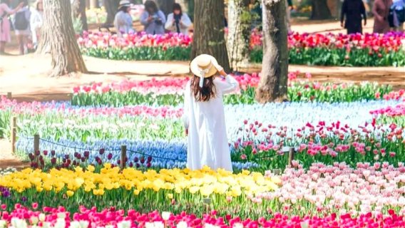 1-day tour to Hitachi Seaside Park + Ashikaga Flower Park's Three Great Illuminations of Japan