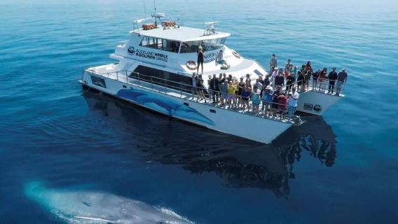 Tour di avvistamento balene e delfini con crociera ad Auckland