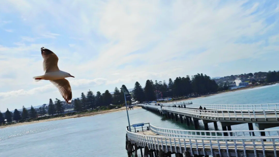 澳洲阿德萊德哈雷特海灣保護公園+維特港來回【中文包車】