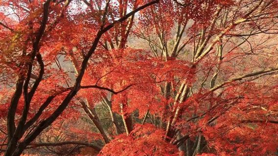 秋季限定：首爾至內藏山賞楓一日遊中文包車服務
