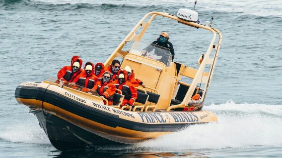 維多利亞：小團賞鯨之旅