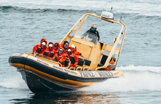 維多利亞：小型觀鯨導賞團