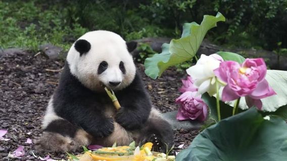 ทัวร์ 1 วัน สถานีเพาะพันธุ์หมีแพนด้าเฉิงตูเสฉวน + พิพิธภัณฑ์ซานซิงตุยกวงฮั่น