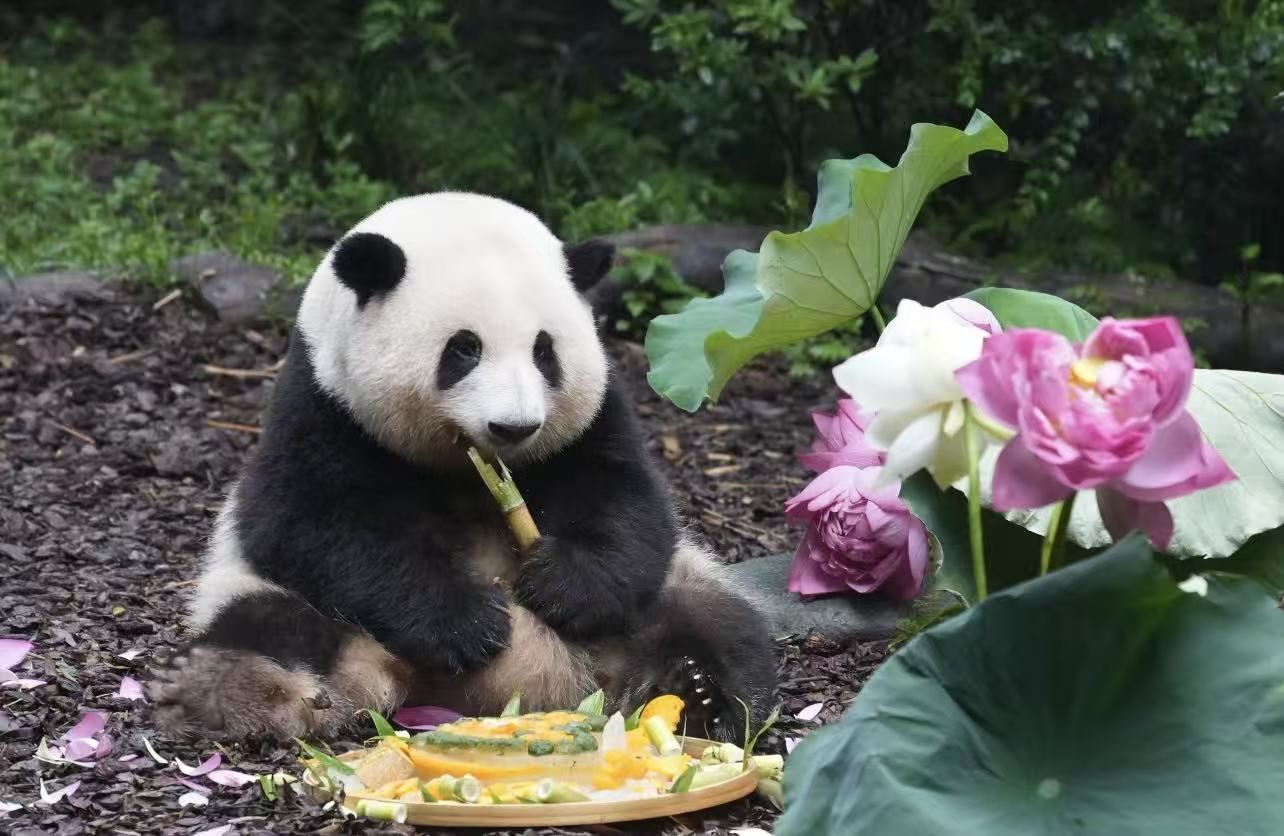 Tour di un giorno alla base di riproduzione dei panda di Chengdu e al museo Sanxingdui di Guanghan nello Sichuan