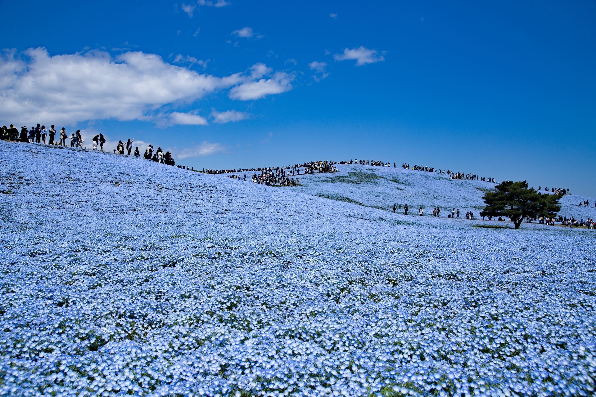 1-day tour to Hitachi Seaside Park for baby blue eyes and Ashikaga Flower Park for wisteria [Departing from Tokyo]