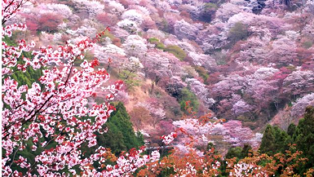 【桜見物限定】吉野山の千本桜+奈良公園で可愛い鹿に餌やり+壷阪寺ワンデーツアー