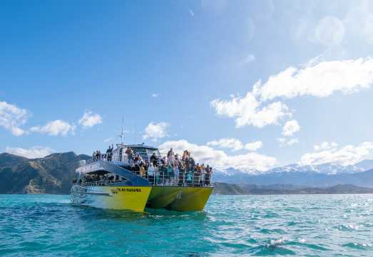 Christchurch Departure: Kaikoura 1-Day Tour with Optional Whale Watching Cruise and Dolphin Swimming