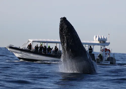 迅速発券】シドニー ホエールウォッチング クルーズ Ocean Extreme